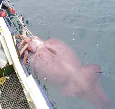 Pescato calamaro gigante in Nuova Zelanda di 450 kg