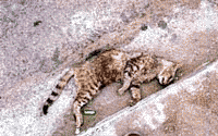 Chupacabras uccide sei gatti in una città cilena