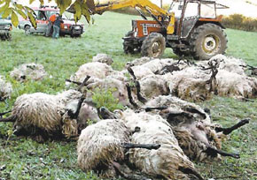 Il Chupacabra causa terrore uccisi cinquanta agnelli