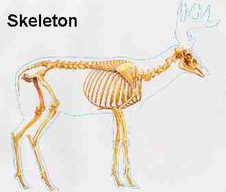 Foto di uno scheletro misterioso