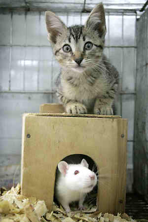 Gatto e topo insieme