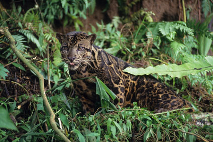 Una nuova specie il leopardo nebuloso del Borneo