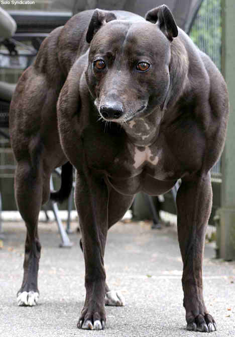 Wendy, il cane più muscoloso del mondo