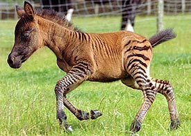 Zonkey è un incrocio tra zebra maschio e asino femmina.