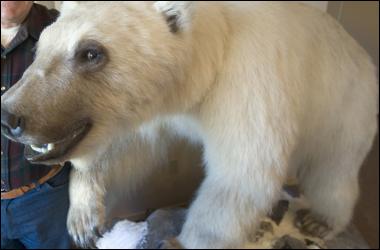 Il Grolar incrocio tra un grizzly ed un orso polare.