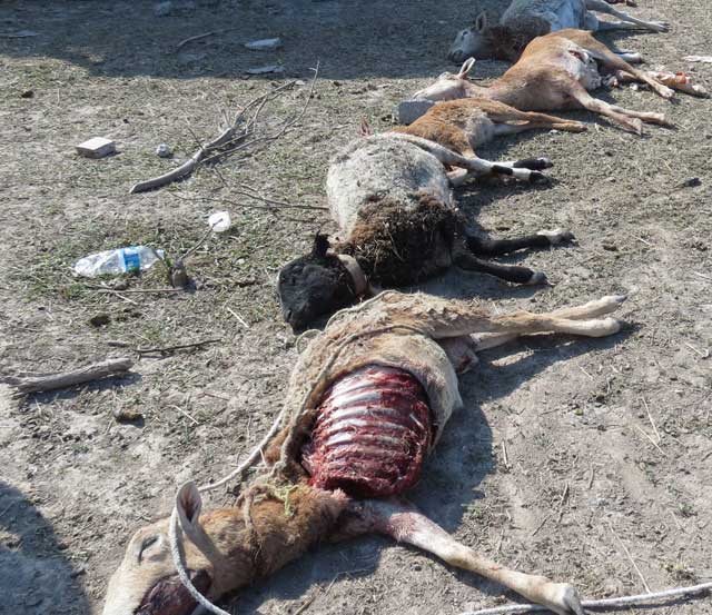 Animali uccisi a Matamoros chupacabra