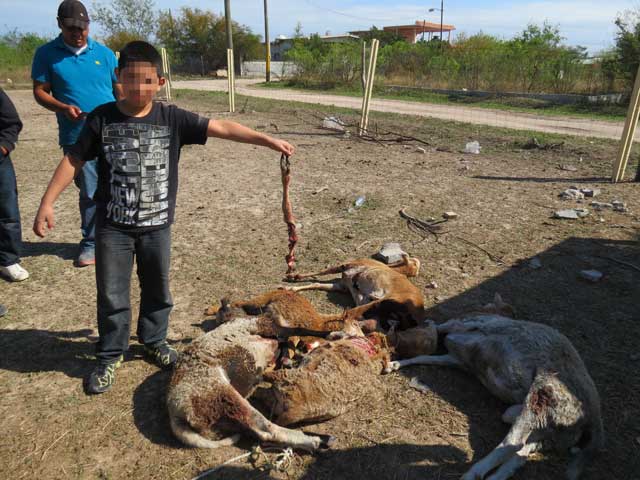 Animali uccisi a Matamoros chupacabra