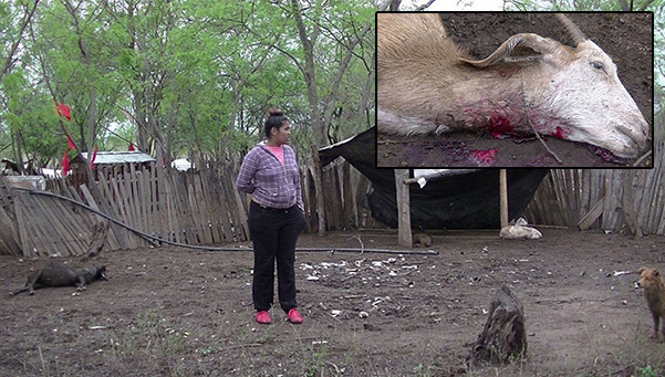 Chupacabra in Argentina uccide animali misteriosamente?