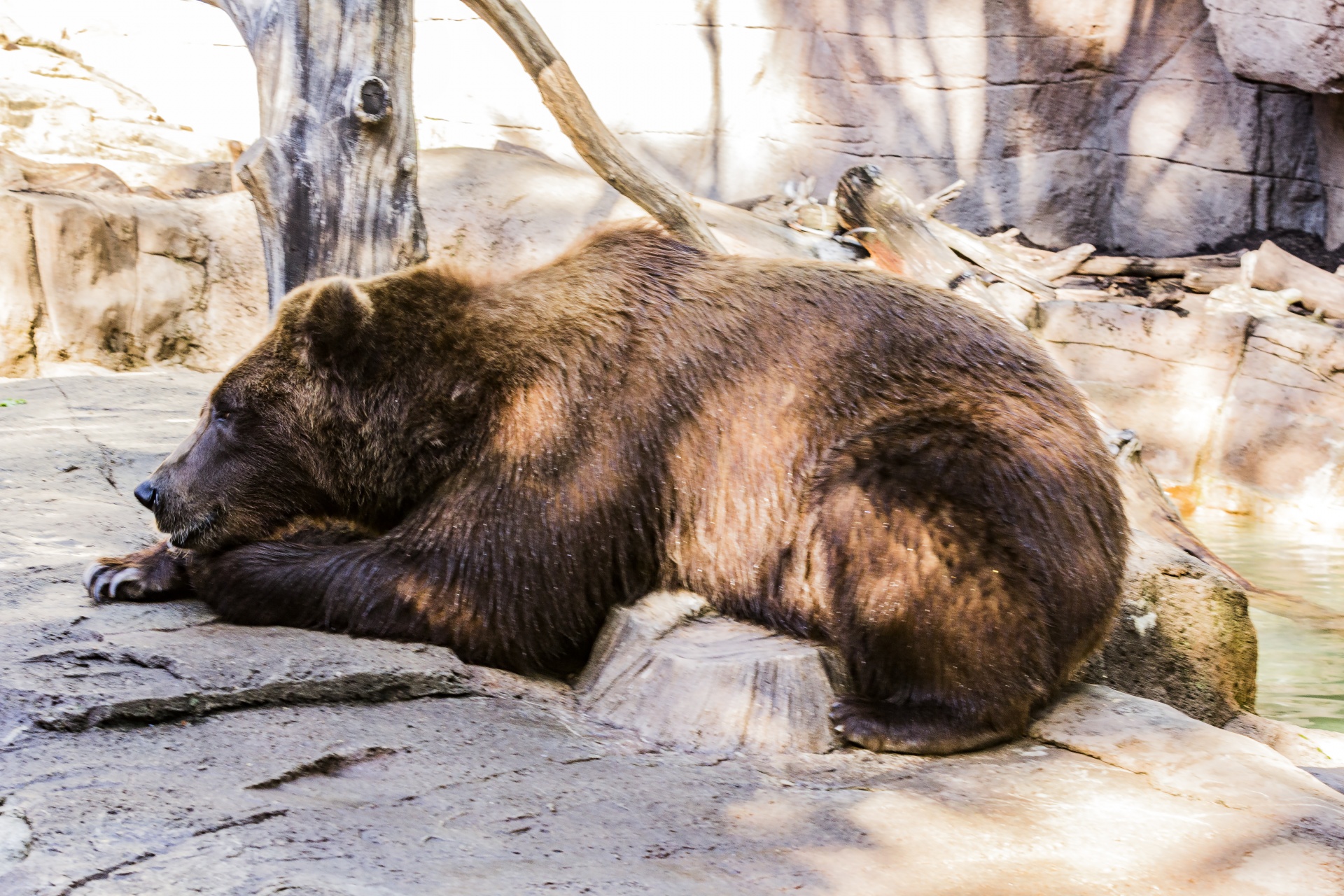 orso