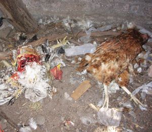 Il chupacabra decapita un gallo e uccide 10 galline?