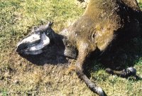 Ritrovate due vacche mutilate a Chajarì Argentina