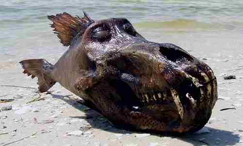 Cosa può essere questa strana creatura in spiaggia?
