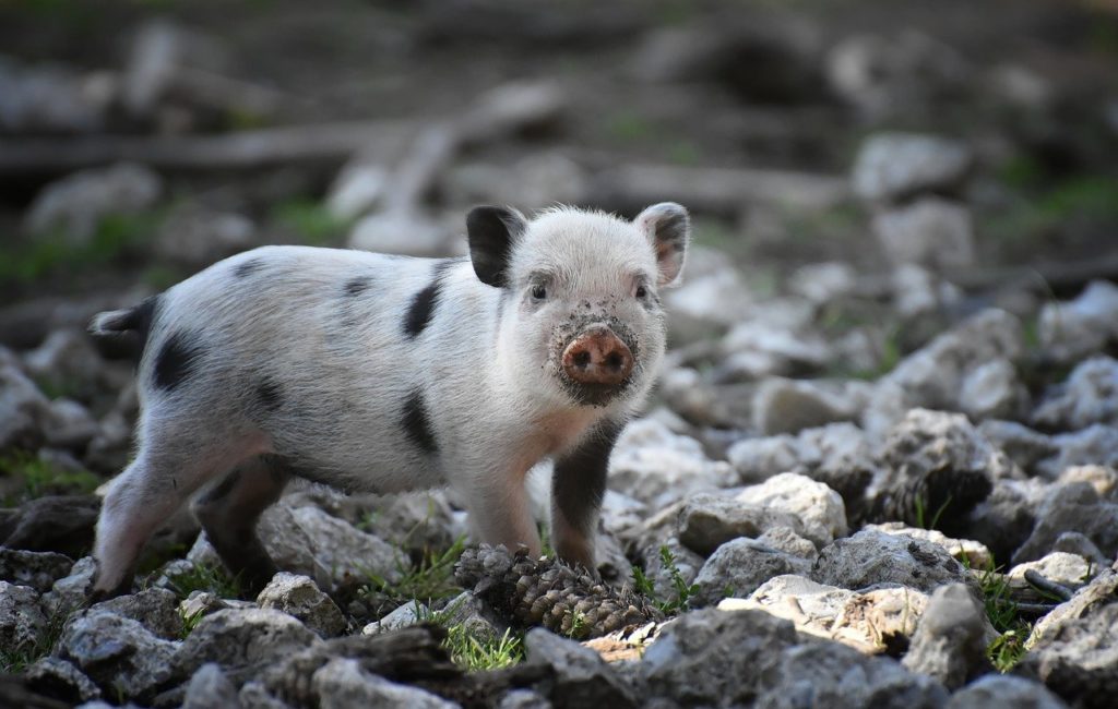 Morti misteriose di animali