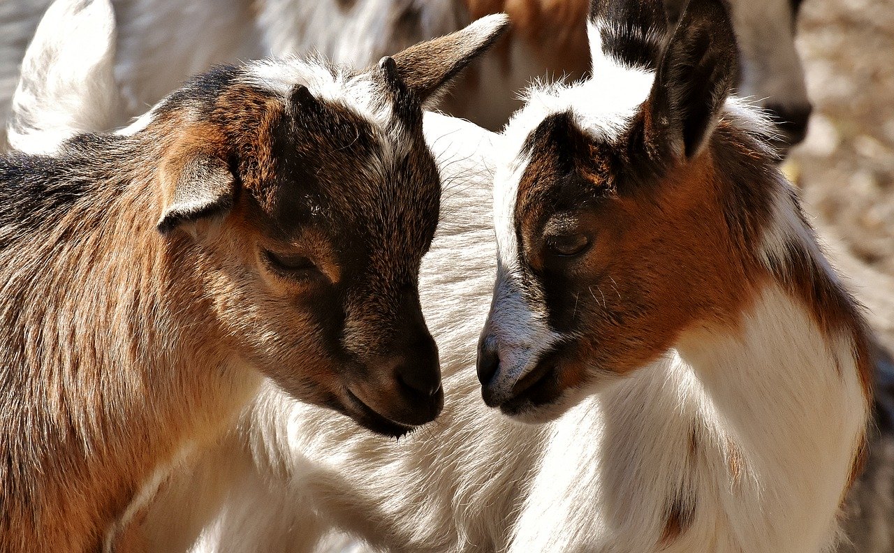 Misteriosa morte di quaranta capre a Iquique, Cile