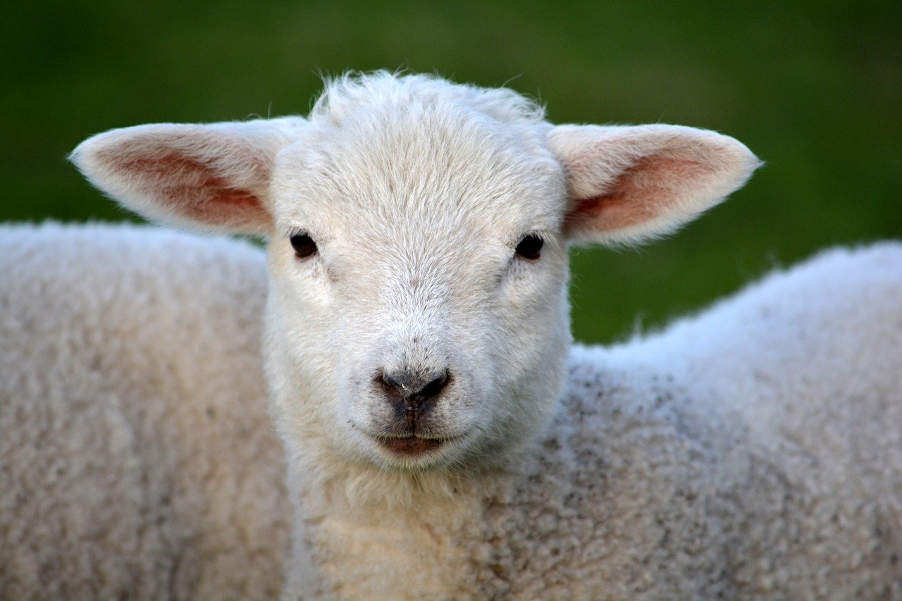 Il Chupacabra causa terrore uccisi cinquanta agnelli