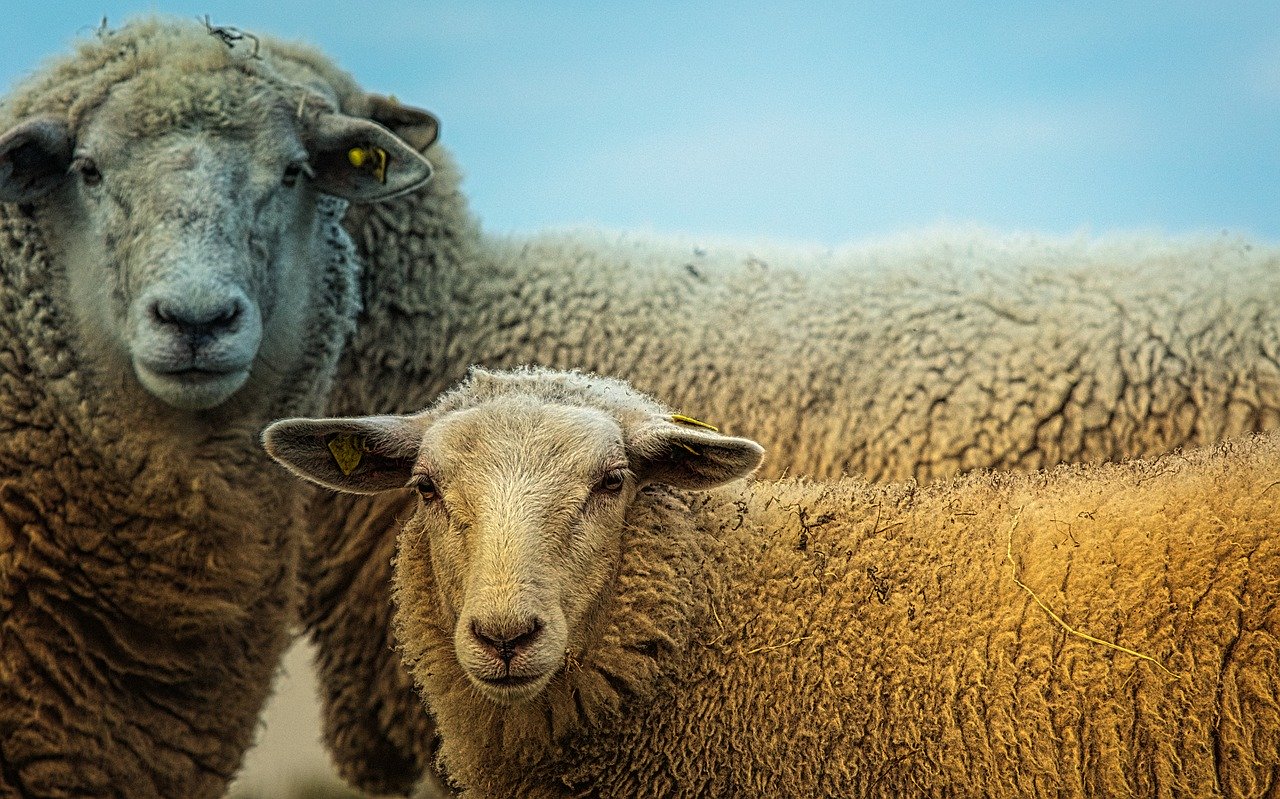 Il predatore sfuggente uccide nove pecore in Usa