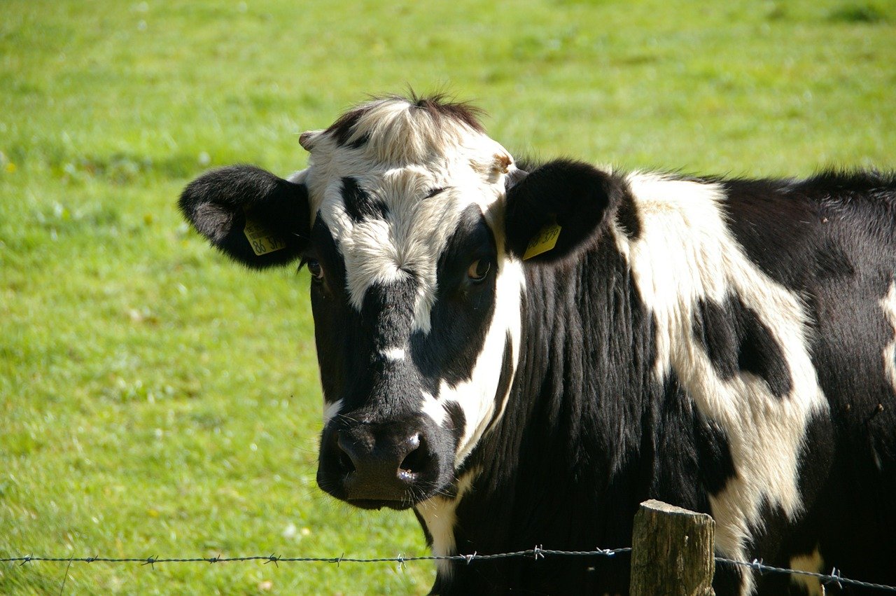 Trovata una vacca morta con mutilazioni,Argentina
