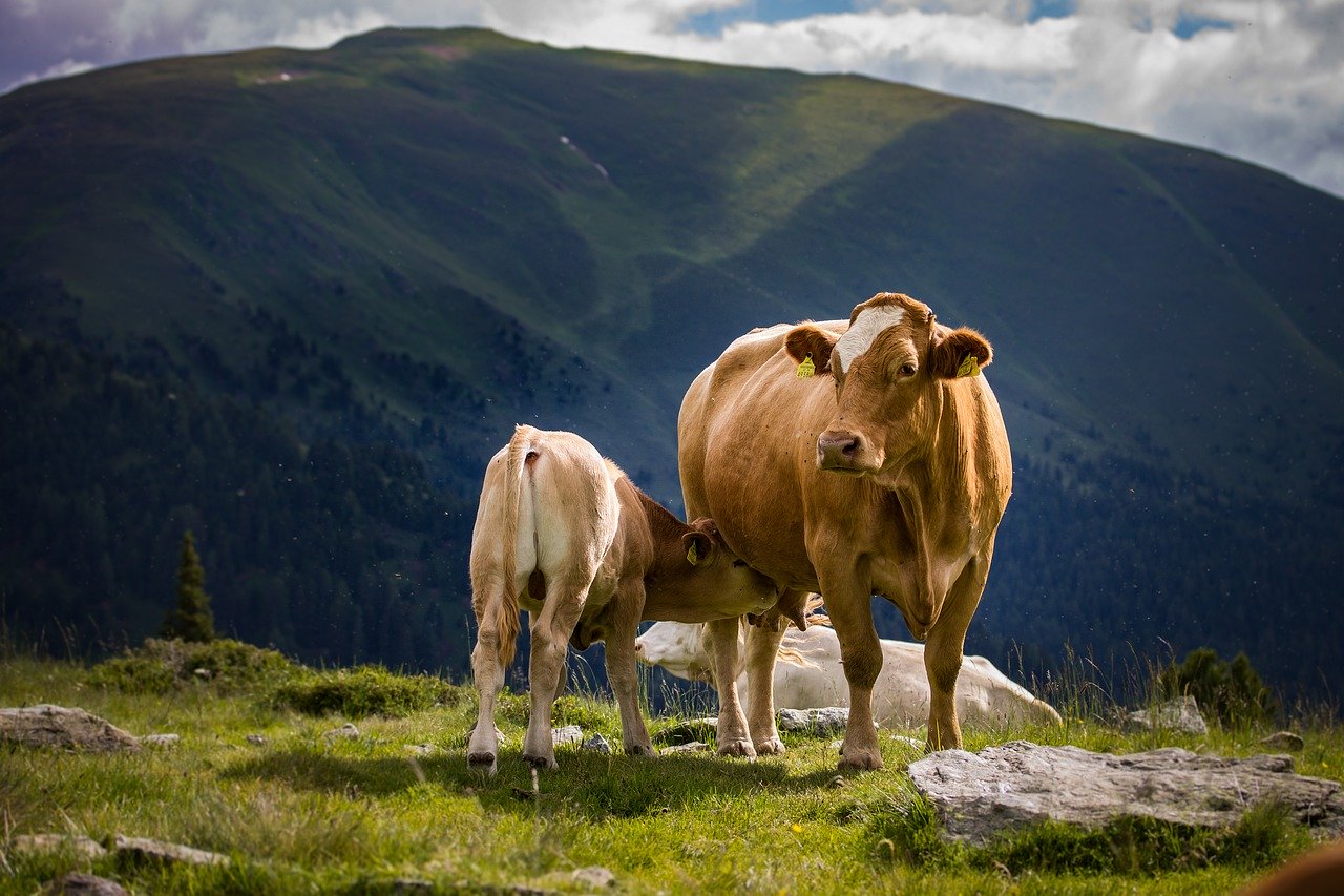 Ritrovate due vacche mutilate a Chajarì Argentina