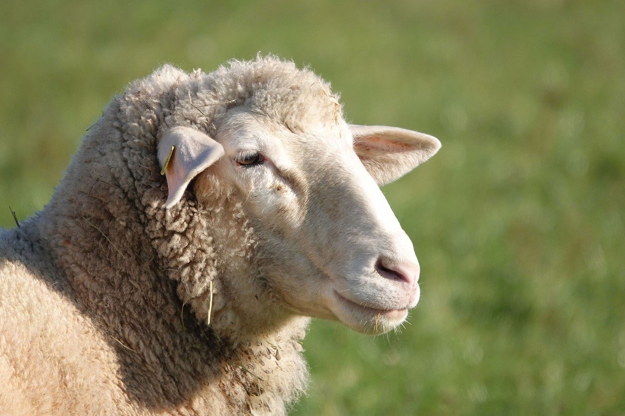 Inghilterra terrore per una pecora uccisa selvaggiamente. Opera di un chupacabra?