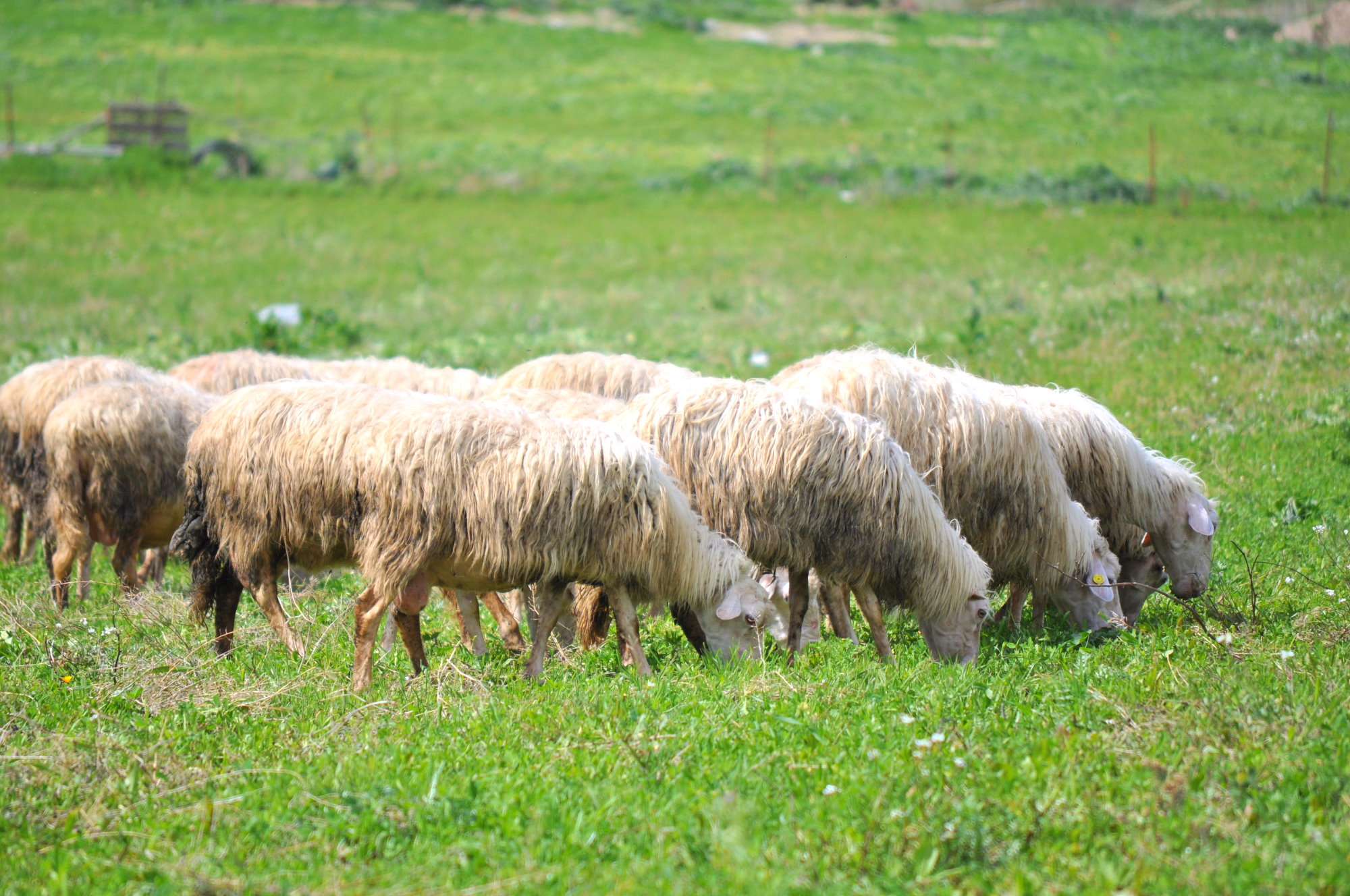 Un’animale uccide venti pecore