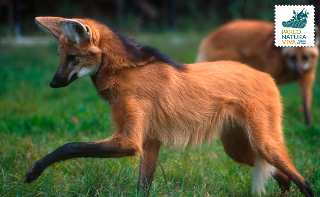 Il chupacabra è il crisocione o lupo dalla criniera