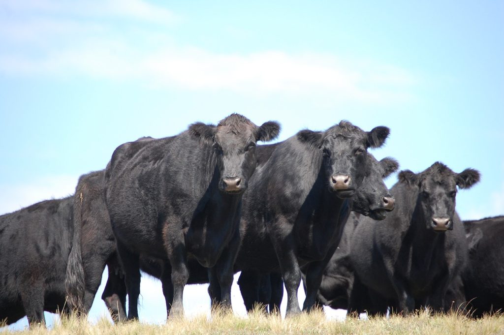 Si indaga sulla morte di bestiame in Argentina