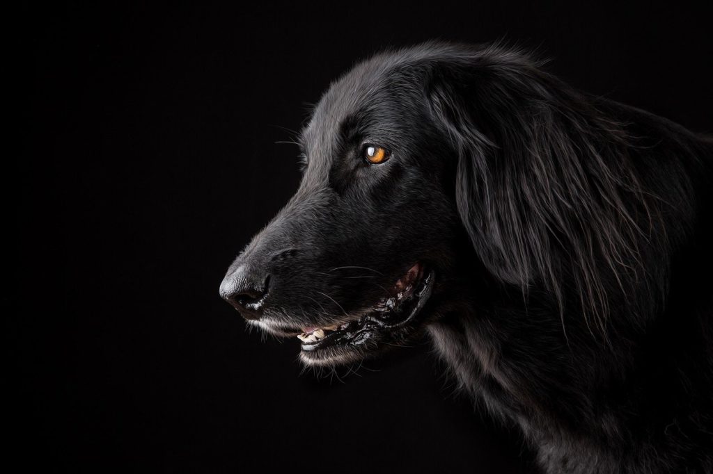 Strana morte di un cane in Argentina