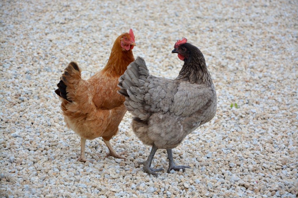 Comales uccide venti galline ed una capra