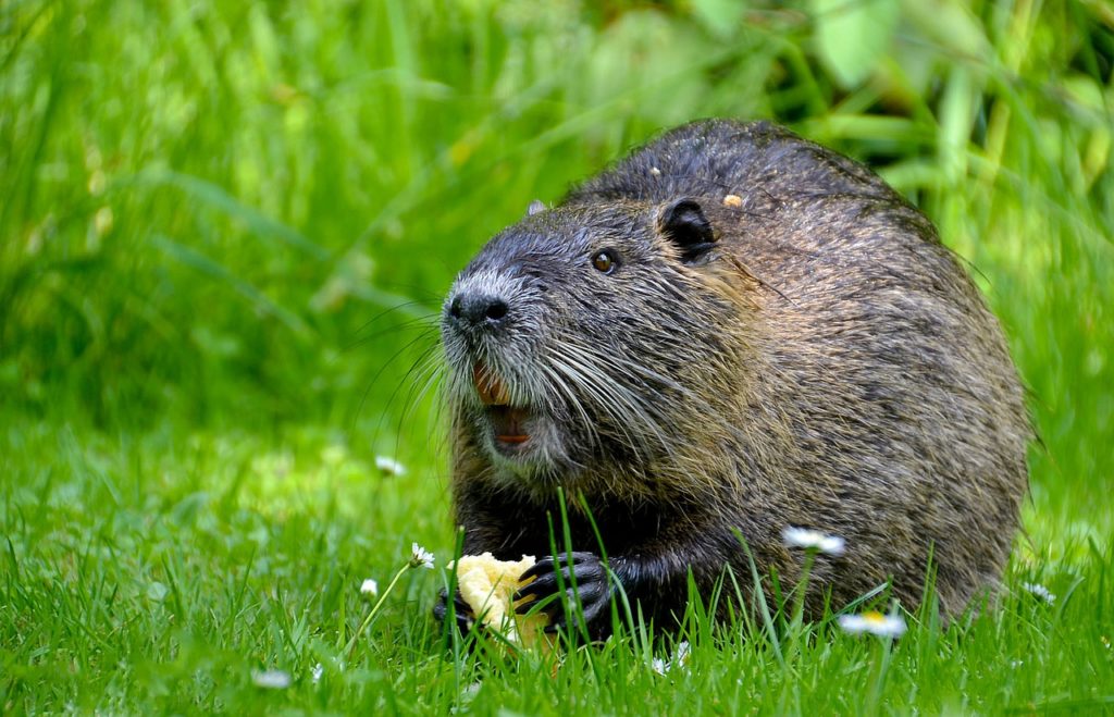 Nutria