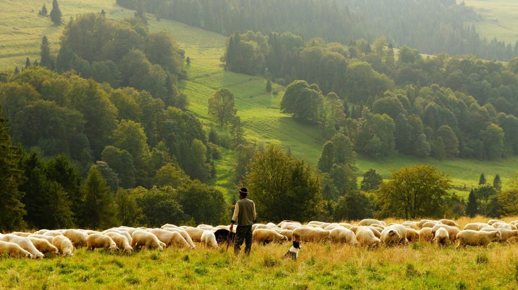 animale uccide venti pecore