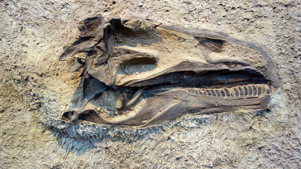 Scoperta una nuova specie di dinosauri