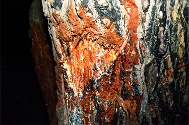 Segni su di un albero a Salve, Puglia