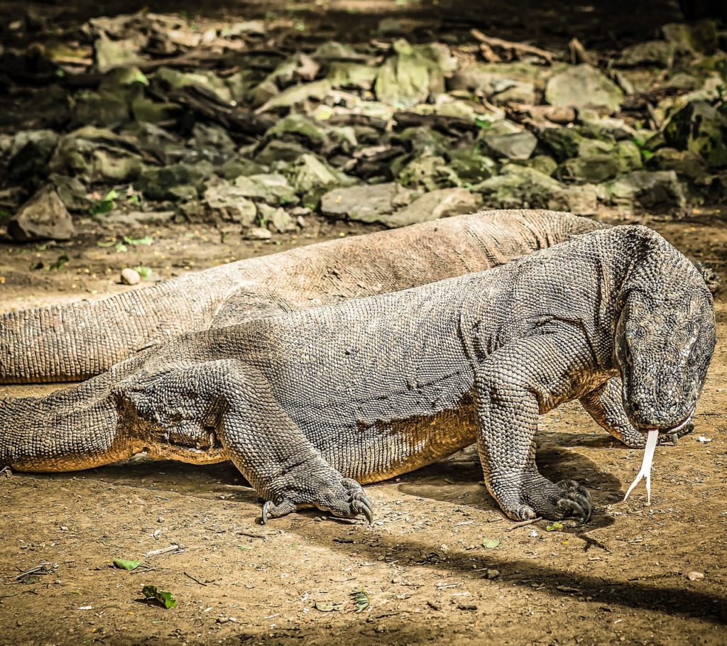 Mokele Mbembe o Chipekwè in Congo