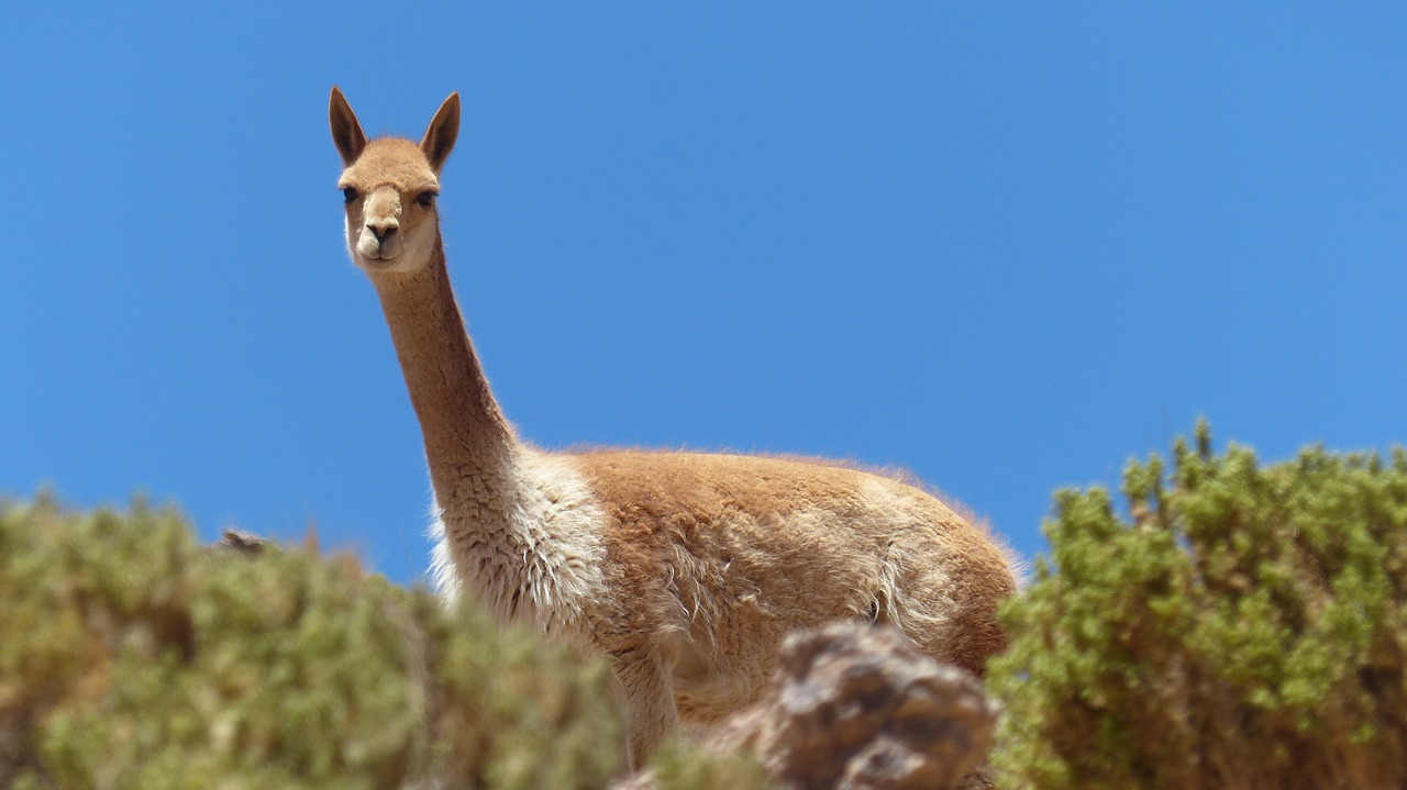 Chupacabra uccide 50 lama ed alpaca in Cile?