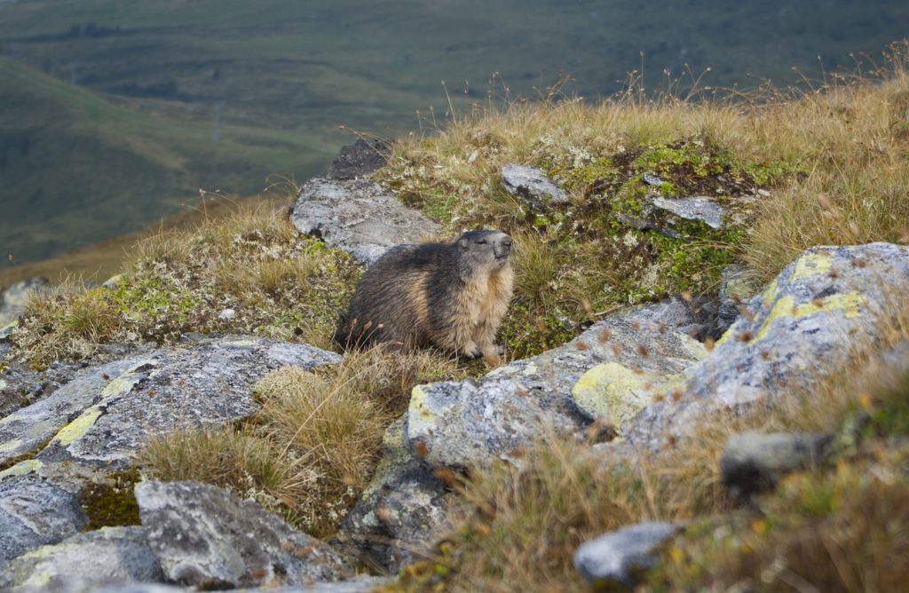 Le marmotte extraterrestri di Bellino