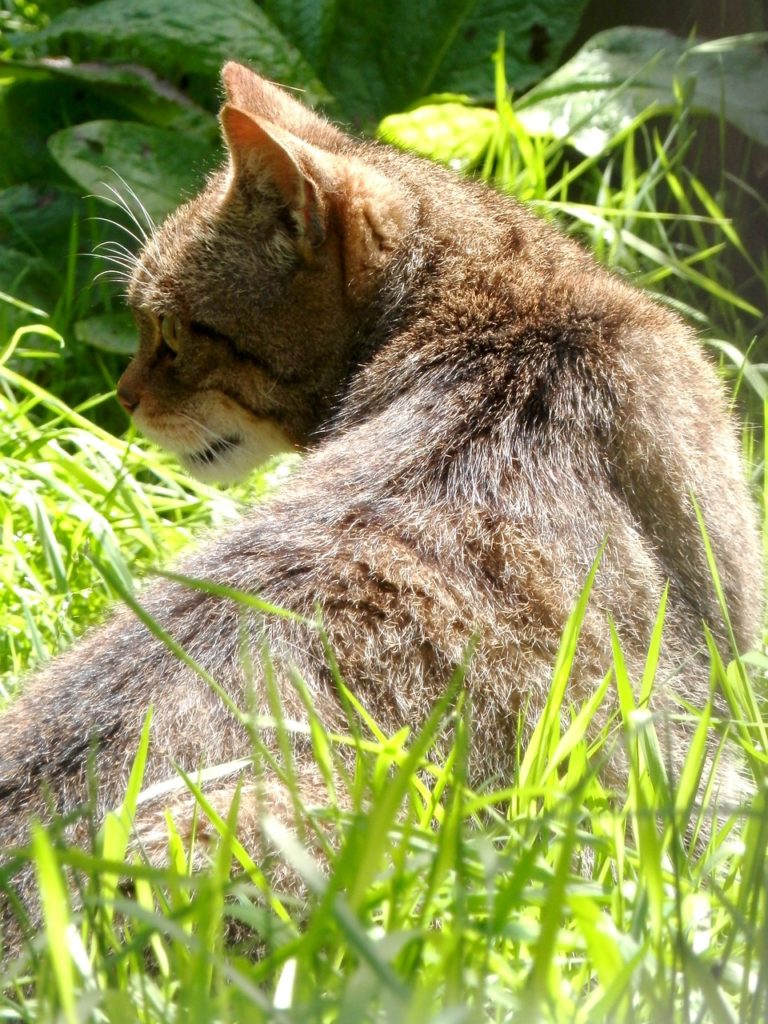 Questa immagine ha l'attributo alt vuoto; il nome del file è scottish-wildcat-768x1024.jpg