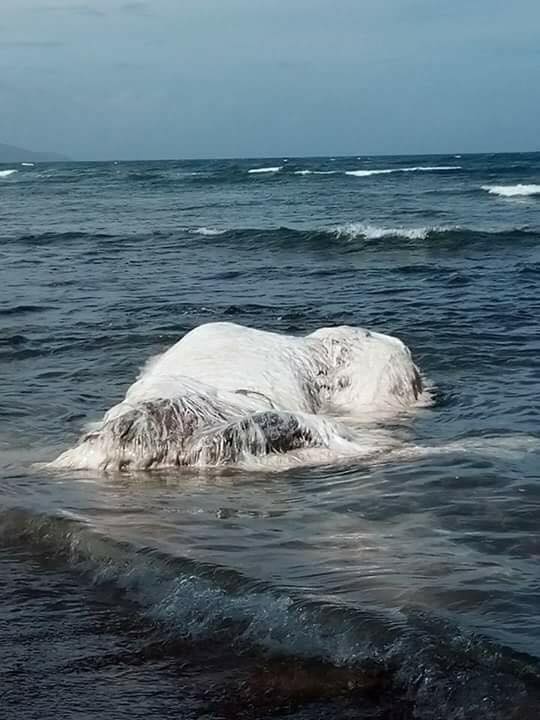 Il Trunko creatura marina sconosciuta