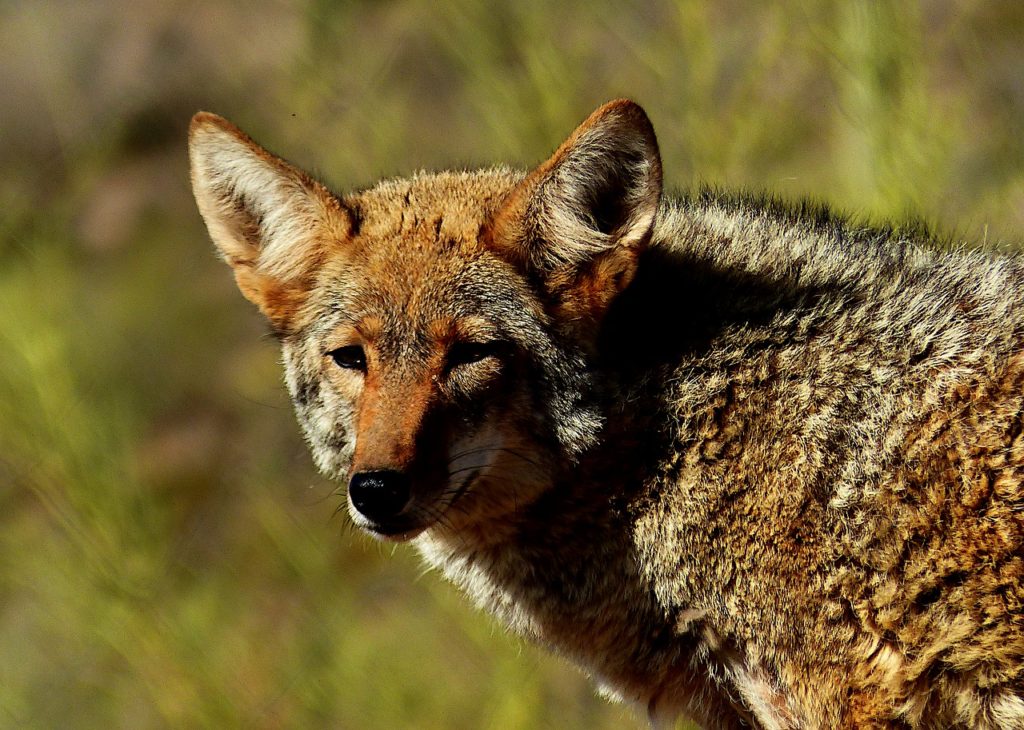 Foto di un coyote