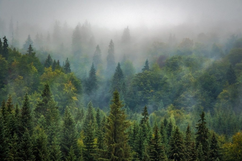 Foresta , il diavolo del Jersey