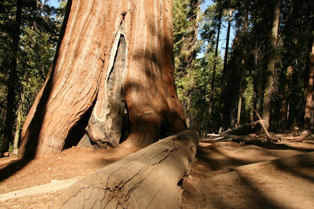 La teoria degli alberi giganti