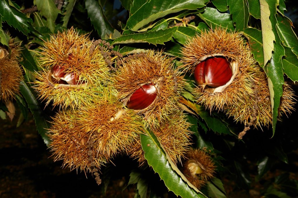 Ricci con castagne