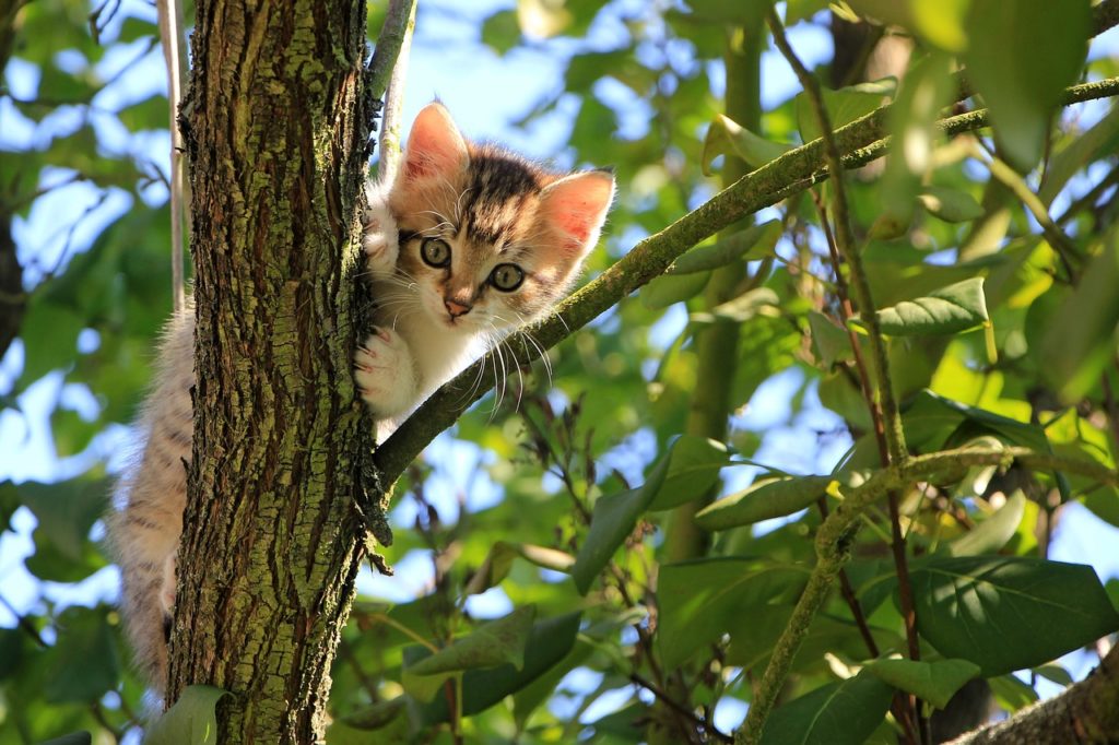 I gatti hanno sette o nove vite