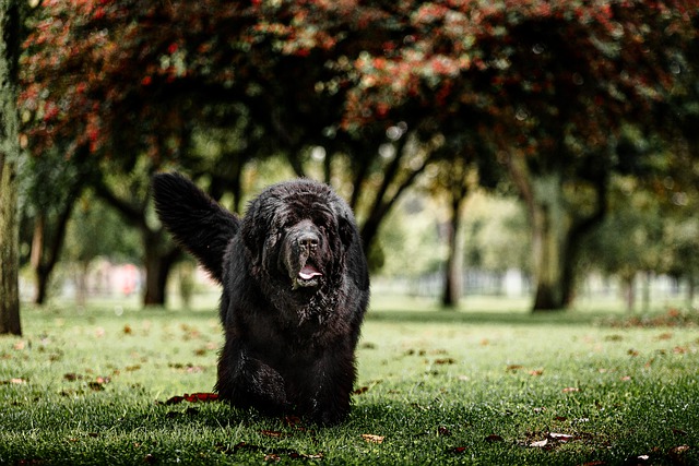 La leggenda del cane eroe Rigel salvato dal Titanic