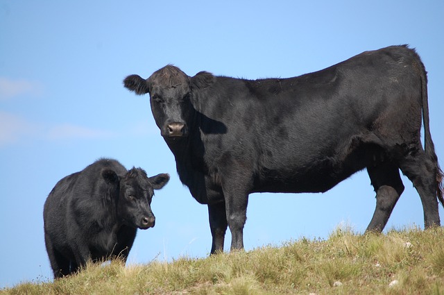 Il Chupacabra mutila vacche in Argentina? 