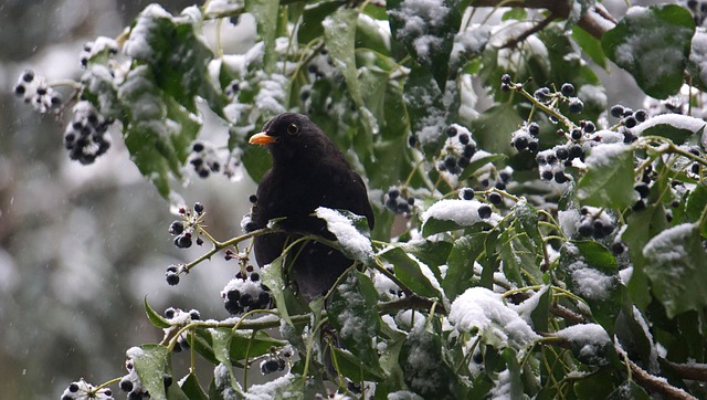 merlo in inverno