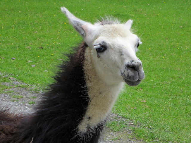 Chupacabra attacca lama e alpaca in Cile