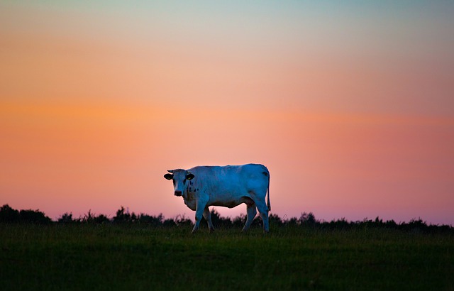 Il mistero delle vacche mutilate in Argentina