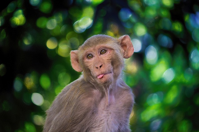 Porto Rico il chupacabra ha ucciso altri animali