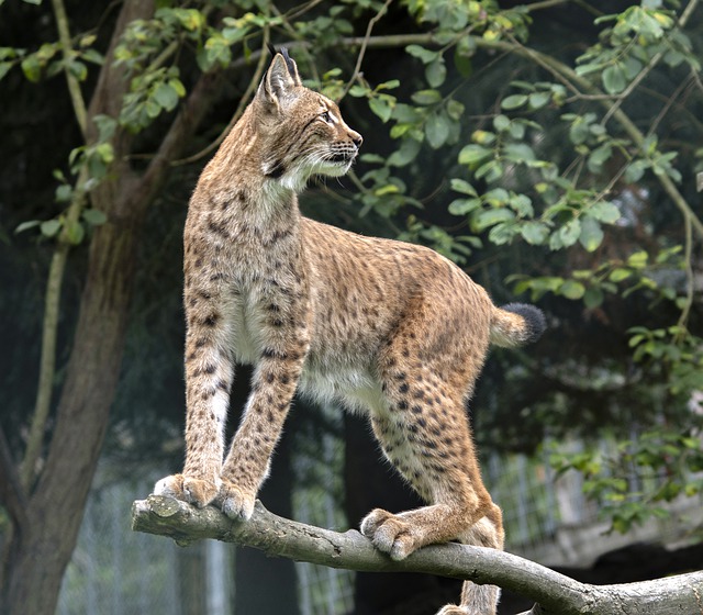 Il mito del Cactus Cat