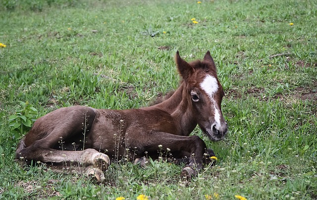 Animali più costosi del mondo